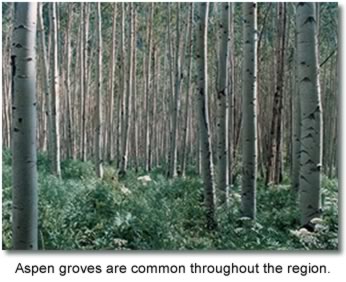 Aspen groves are common throughout the region.